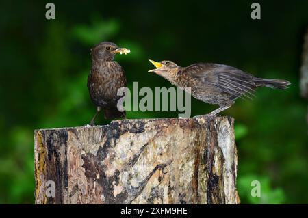 Schwarzvogel (Turdus merula) Weibchen, die Jungvögel füttern. Dorset, Großbritannien, Juli. Stockfoto