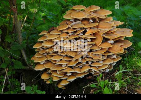 Clump of Honey Pilus (Armillaria mellea) Dorset, UK November. Stockfoto