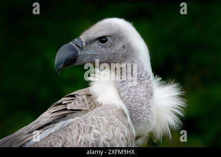 Afrikanischer Weissgeier (Gyps africanus), Erwachsener. Gefangener Vogel (kommt in Afrika vor) Stockfoto