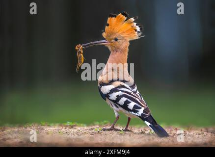 Wiedehopf (Upupa epops) Erwachsener mit Insekten zur Fütterung von Jungen. Kiskunsagi-Nationalpark, Ungarn Stockfoto