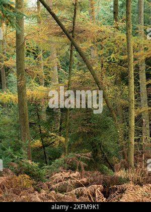 Mischwald in Mortimer Forest, Ludlow, Shropshire, Großbritannien Stockfoto