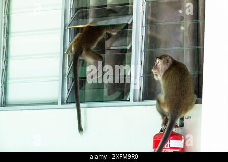 Krabben essen Makaken (Macaca fascicularis) Gruppe stehlen Essen von Tourist Bungalow durch Klettern durch das Fenster. Bako National Park. Von Sarawak. Borneo. Malaysia. Stockfoto