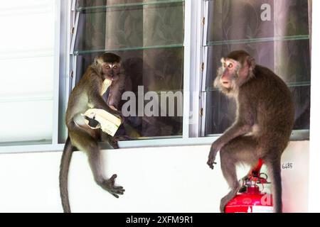 Krabben essen Makaken (Macaca fascicularis) Gruppe stehlen Essen von Tourist Bungalow durch Klettern durch das Fenster. Bako National Park. Von Sarawak. Borneo. Malaysia. Stockfoto