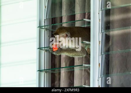 Krabben essen Makaken (Macaca fascicularis) stehlen Essen von Tourist Bungalow durch Klettern durch das Fenster, Bako National Park. Von Sarawak. Borneo. Malaysia. Stockfoto