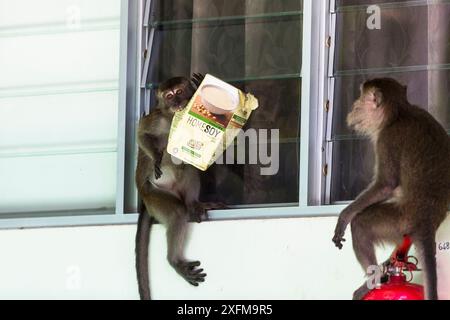 Krabben essen Makaken (Macaca fascicularis) Gruppe stehlen Essen von Tourist Bungalow durch Klettern durch das Fenster. Bako National Park. Von Sarawak. Borneo. Malaysia. Stockfoto