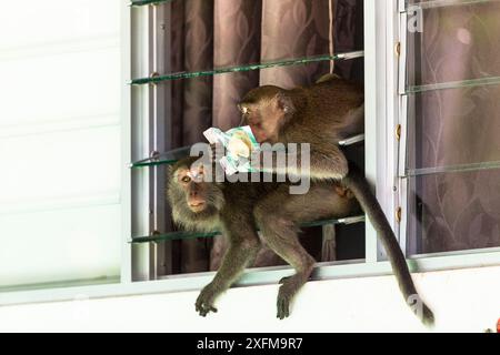 Krabben essen Makaken (Macaca fascicularis) Gruppe stehlen Essen von Tourist Bungalow durch Klettern durch das Fenster. Bako National Park. Von Sarawak. Borneo. Malaysia. Stockfoto