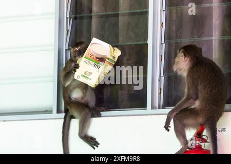 Krabben essen Makaken (Macaca fascicularis) Gruppe stehlen Essen von Tourist Bungalow durch Klettern durch das Fenster. Bako National Park. Von Sarawak. Borneo. Malaysia. Stockfoto