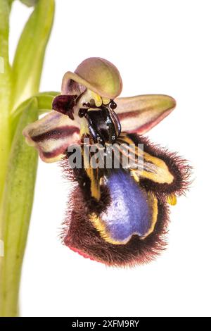 Spiegel Ophrys Orchidee (Ophrys speculum) Peloponnes, Griechenland, März. Stockfoto