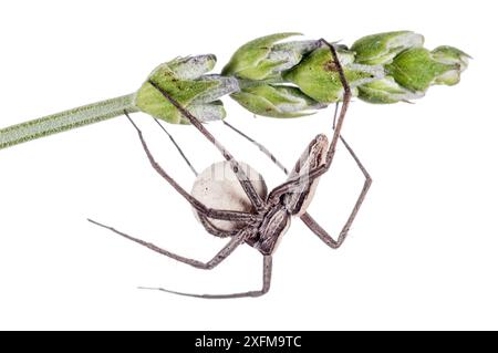Kinderwebspinne (Pisaura mirabilis), die den Eikokons bewacht. Torrealfina, Orvieto, Italien, Mai. Stockfoto
