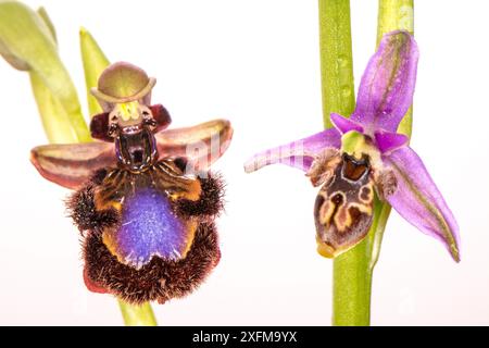 Mirror ophrys (Ophrys speculum) und Horned ophrys (Ophrys cornuta miniscula) Orchideen, Peloponnes, Griechenland, März. Stockfoto