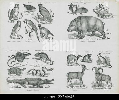 Illustrationen von Tieren aus dem 19. Jahrhundert, 1860 Vintage-Bilder von Vögeln: Eulen, Wachteln, Goldadler, Falken, Papageien, Haselhnen Vintage-Tierbilder: Fledermaus, Pavian, Nilpferde, Moschus, Faultiere, Springhase, Antilope, wilde Ziege Vintage-Picutre von reptilе: Eidechse, Schildkröte, Chamäleon, Rassel-Schlange, Krokodil Stockfoto