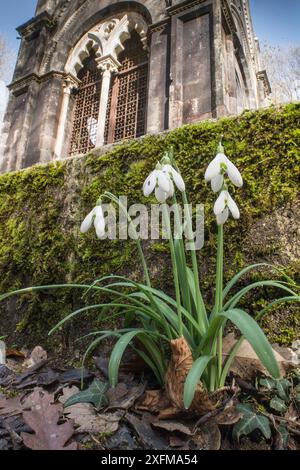 Schneeglöckchen (Galanthus nivalis) mit dem Grab der Cahen-Familie dahinter. Il Sasseto, Torrealfina, Latium, Italien. Februar. Stockfoto