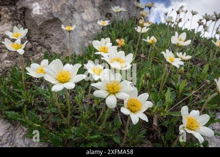 Berg avens (Dryas octopetala) Monte Terminillo, Latium, Italien, Juli. Stockfoto