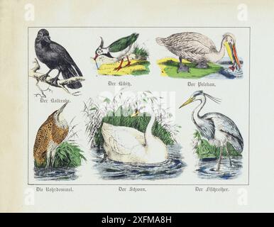 Farblithographie von Wildvögeln. Teil I. Deutschland, 1870 Raben, Peewit, Pelikan, Bittern, schwan, Reiher Stockfoto