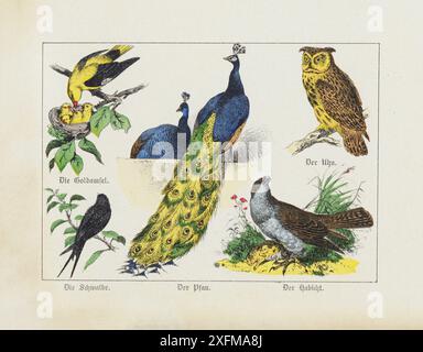 Farblithographie von Wildvögeln. Teil III. Deutschland, 1870 oriole, Pfau, Eulen, Falken, schlucken. Stockfoto