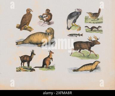 Farblithographie von Wildtieren und Vögeln. Teil III. Deutschland, 1870 Adler, Affe, Walrosse, Antilopen, Känguru, Geier, Zorn, Marder, Elch, Dichtung Stockfoto