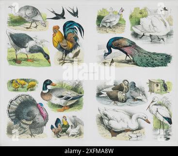 Farblithographie von Wild- und Hausvögeln. Deutschland, 1835 Schwalben, Hahn, Gans, Schwan, pfau, Tauben, Starling, Reiher, Ente, Hühner, truthahn, Hühner Stockfoto