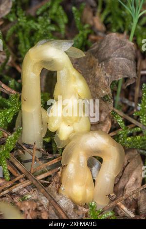 Gelbes Vogelnest / Holländer Pfeife (Monotropa hypopitys) Blüten wachsen in Kiefernnadeln. Parasitäre Pflanze auf Pilzen. Forca D'Ancarano, Norcia, Umbrien, Italien, Juni. Stockfoto