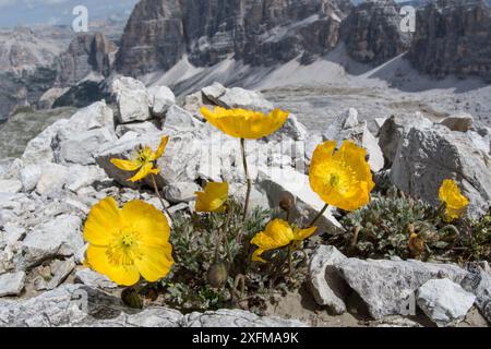 Rhätische Mohn (Papaver rhaeticum) Blumen, in der Nähe der, Refugio Lagazuoi, Passo di Falzarego, in der Nähe von Cortina, Dolomiten, Venetien, Italien. Juli. Stockfoto