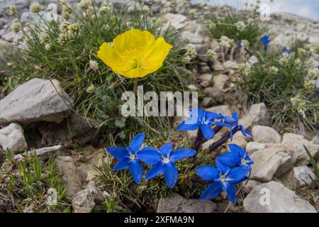 Rhätischer Mohn (Papaver rhaeticum) mit Triglav Enzian (Gentiana terglouensis). Nahe Refugio Lagazuoi, Passo di Falzarego, nahe Cortina, Dolomiten, Veneto, Italien. Juli. Stockfoto