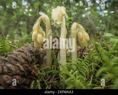 Gelbes Vogelnest (Monotropa hypopitys), das in Kiefernnadeln wächst. Diese Pflanze ist parasitisch auf Pilzen. Forca D'Ancarano, Norcia, Umbrien, Italien, Juni. Stockfoto