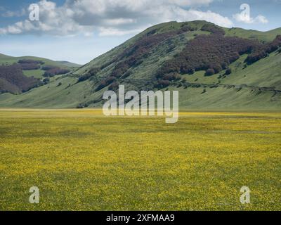 Ranunkeln (Ranunculus) mit dem Fasan Auge (Narcissus poeticus) auch bekannt als narziss von Poet diesem duftenden Arten tritt in driftet Tausenden auf Stockfoto