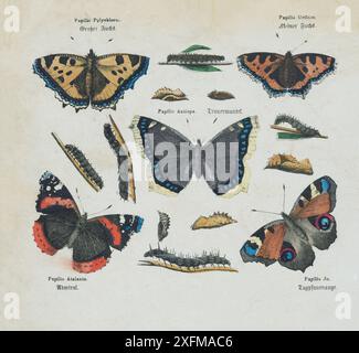 Farblithographie von Schmetterlingen, Teil I. Deutschland, 1850 Papilio Polychloros, große Schildpatt. Papilio Antiopa, Trauermantel (USA) und Camberwell Beauty (UK), Papilio Urticae, kleine Schildpatt. Papilio Jo, Aglais io oder der Pfauenfalter. Papilio Atalanta, Vanessa atalanta oder der rote Admiral. Stockfoto