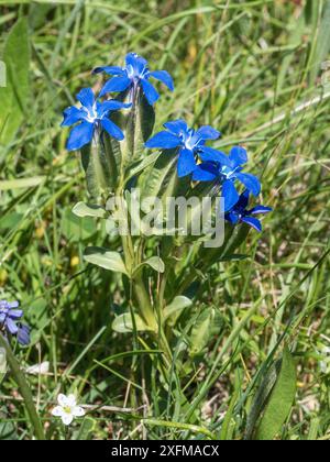 Blase Enzian (Gentiana utriculosa) Blüten, Sibiilini. Castellucio di Norcia, Umbrien, Italien, Juni. Stockfoto