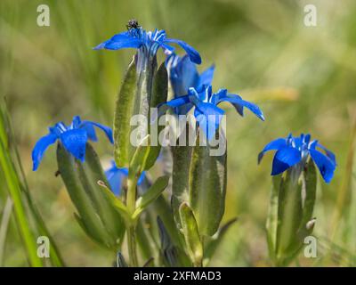 Blase Enzian (Gentiana utriculosa) Blüten. Sibiilini. Castellucio di Norcia, Umbrien, Italien, Juni. Stockfoto