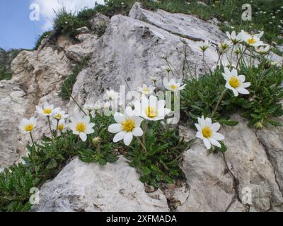 Berg avens (Dryas octopetala) Monte Terminillo, Latium, Italien, Juli. Stockfoto