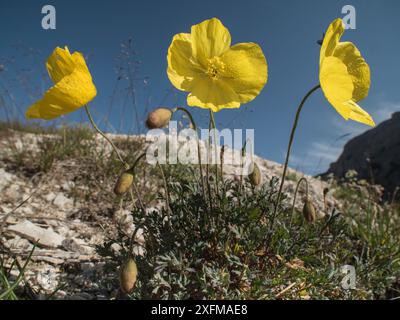 Rhätische Mohnblume (Papaver rhaeticum) Passo di Valporola, bei Cortina, Dolomiten, Veneto, Italien. Juli Stockfoto