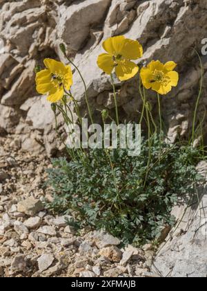 Rhätischer Mohn (Papaver rhaeticum) Cortina, Dolomiten, Veneto, Italien. Juli. Stockfoto