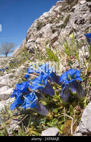 Apennin Enzian (Gentiana dinarica), der am Geröllhang wächst, Gran sasso, Abruzzen, Italien. April. Stockfoto