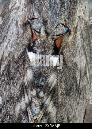 Convolvulus Hawkmoth (Agrius convolvuli) Nahaufnahme der Flügel, Podere Montecucco, Orvieto, Italien, Juni. Stockfoto