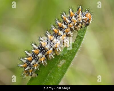 Gefleckte Fritillary caterpillar (Melitaea didyma) Sibillini, Italien, Juni. Stockfoto