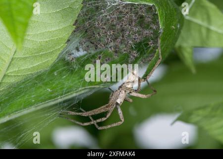 Kinderwebspinne (Pisaura mirabilis), die Kokon und kürzlich geschlüpfte Spinnen bewacht. Podere Montecucco, Orvieto, Umbrien, Italien, Juni. Stockfoto