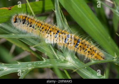 Lakey Moth caterpillar (Malacosoma neustria) Castellucio di Norcia, Umbrien. Italien Stockfoto