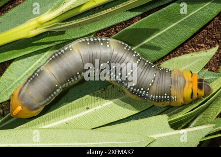 Oleander-Hawkmoth (Daphnis nerii)-Larve unmittelbar vor der Verpuppung. Montecucco, Orvieto, Umbrien, Italien, September. Stockfoto