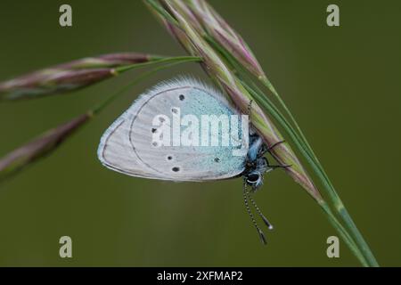 Mazarinblauer Schmetterling (Cyaniris semiargus) Umbrien, Italien. Juni Stockfoto