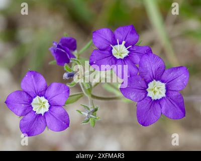 Venus' aussehendes Glas (Legousia speculum-veneris) ein Unkraut aus bewirtschaftetem Land, dessen Blüten sich bei schönem Wetter öffnen. In Der Nähe Von Norcia, Sibillini, Umbrien, Italien. Juli. Stockfoto