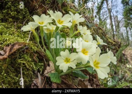 Primrose (Primula vulgaris) wächst im Wald, Mount Peglia, Umbrien, Italien, April. Stockfoto