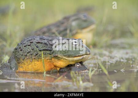 Afrikanischer Riesenbullfrosch (Pyxicephalus adspersus) Central Kalahari Game Reserve. Botswana. Stockfoto