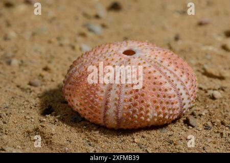 Schwarzseeigel (Arbaxia lixula) Muschel auf Sand, Griechenland. Stockfoto