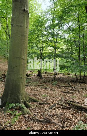 Mischwald mit alten Buchenwäldern (Fagus sylvatica) in trockeneren Gebieten und Erle carr (Alnus glutinosa) in feuchten/feuchten Vertiefungen, Grumsin Wald UNESCO-Weltnaturerbe, Biosphärenreservat Schorfheide-Chorin, Brandenburg, Deutschland, August. Stockfoto