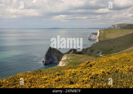 Ginster (Ulex europaeus) blüht auf Klippengipfeln in der Nähe von West Lulworth, mit Blick nach Westen in Richtung Durdle Door und den Kreidefelsen von Swyre Head und bat's Head, UNESCO-Weltkulturerbe Jurassic Coast, Dorset, Großbritannien, April. Stockfoto