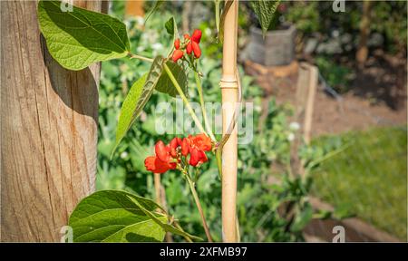 Orangenblüten auf einer Laufbohnenpflanze im Sommer Stockfoto