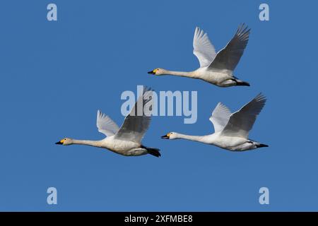 Bewicks-Schwan (Cygnus columbianus bewickii) Gruppe von drei im Flug, Champagne, Frankreich, Dezember. Stockfoto