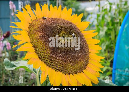 Großer hellgelber Sonnenblumenkopf mit zwei Bienen und vor einem Kleinschreckenhintergrund Stockfoto