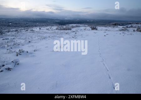 Landschaften mit Rotwuchsbahnen (Vulpes vulpes) im Schnee, Nationalpark Cevennen, Frankreich, Mai. Stockfoto