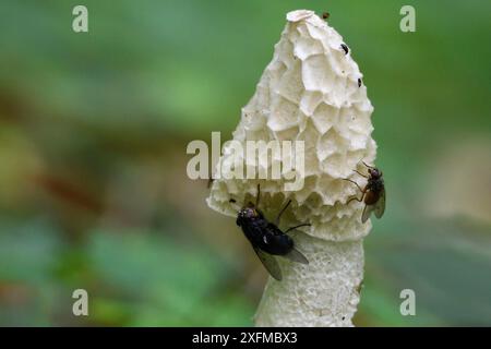 Stinkhorn (Phallus impudicus) mit Fliegen, die sich von Sporen ernähren, Vogesen, Frankreich, Juni. Stockfoto